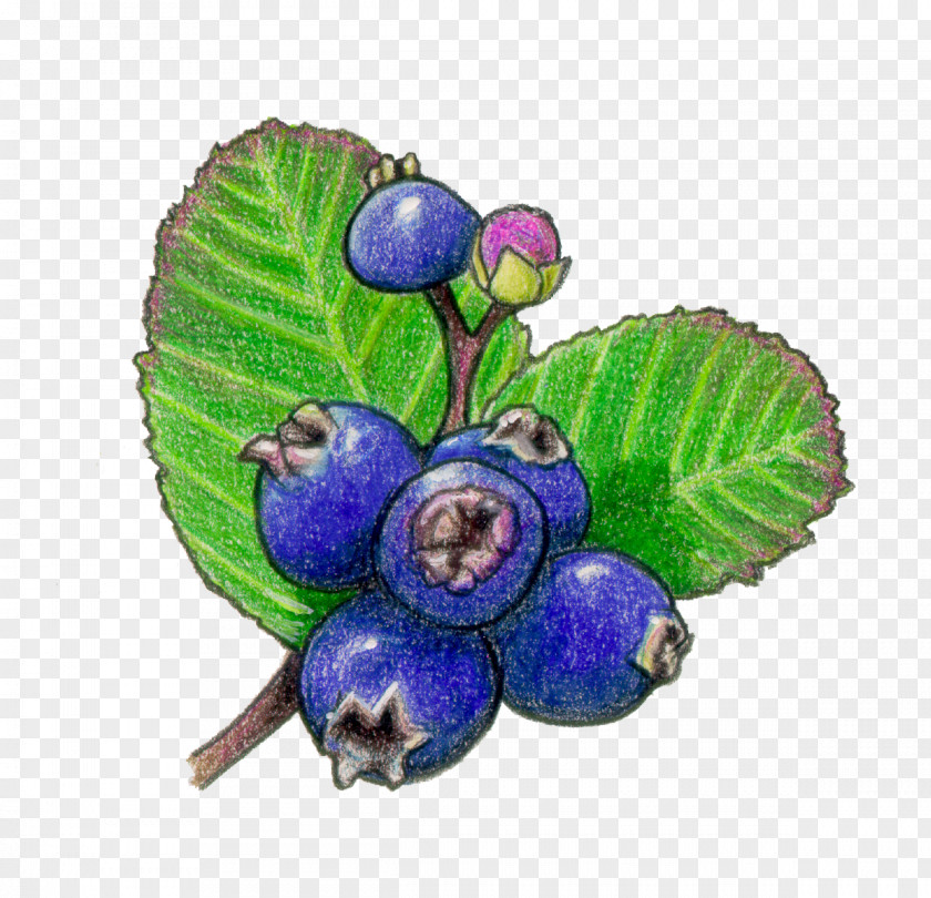 Berries Bilberry Saskatoon Fruit Blueberry PNG