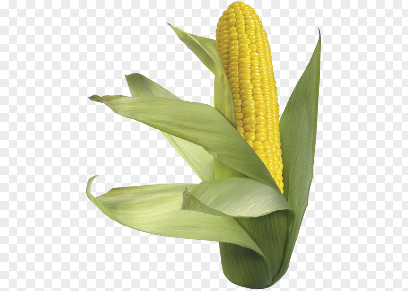 Flour Maize Sweet Corn On The Cob PNG