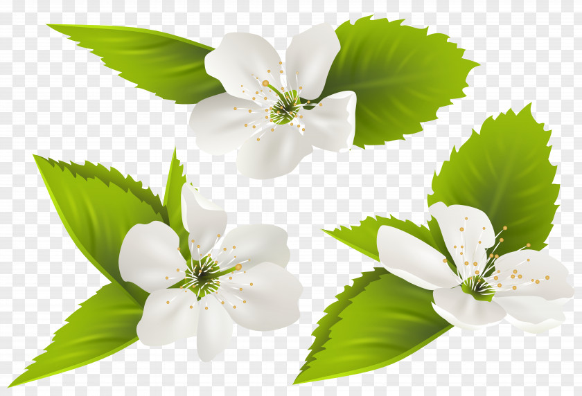 Spring Tree Flowers Clip Art Image Jasmine Flower PNG