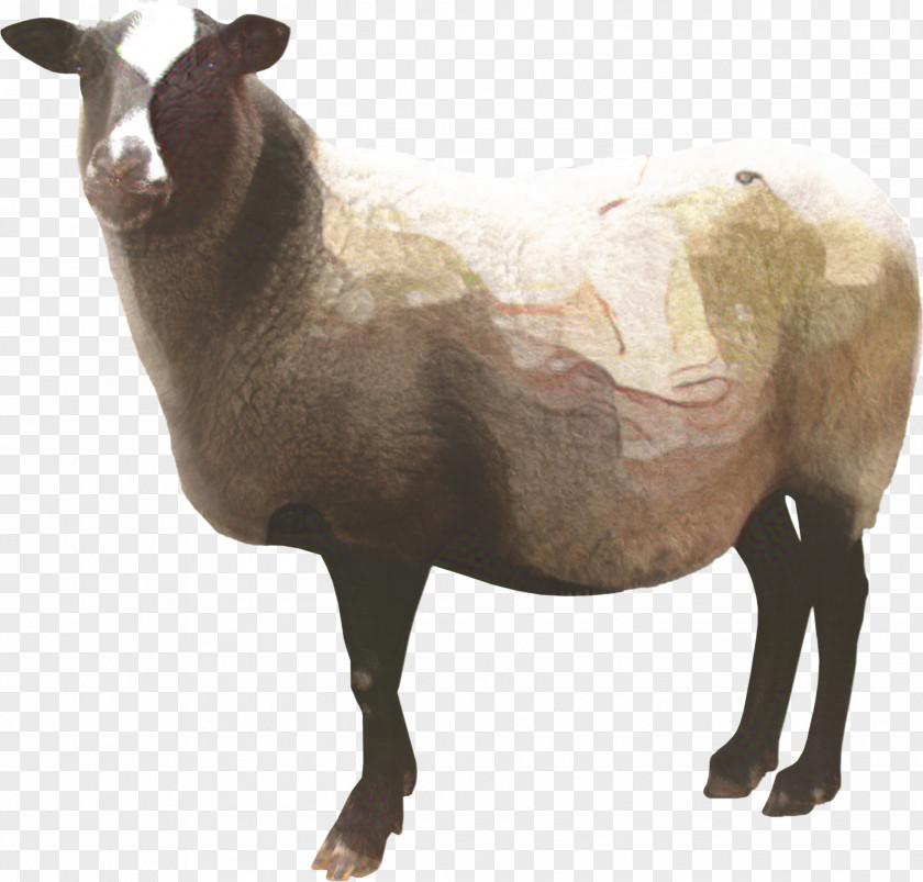 Vector Graphics Clip Art Image Sheep PNG