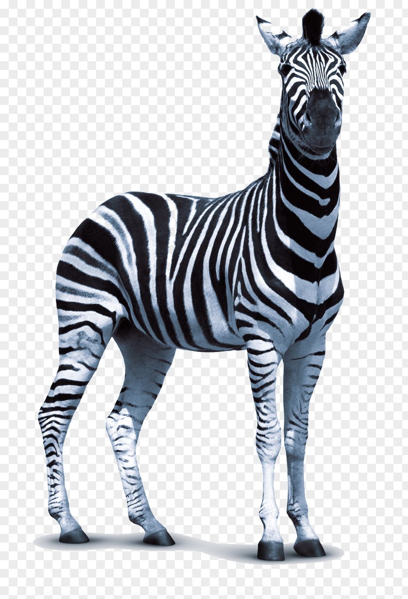 Zebra Transparent Images Technologies Clip Art PNG