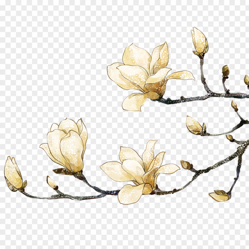 White Peach Southern Magnolia Painting Flower PNG