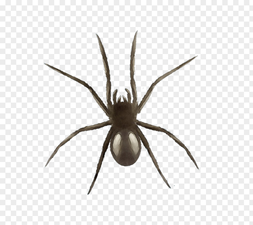 Widow Spider Araneus Spiders Cartoon PNG