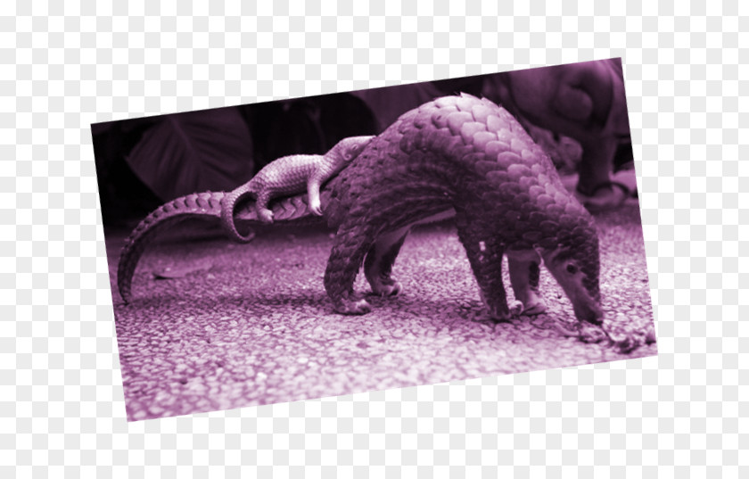 Anteater Pangolins Sunda Pangolin Scale Endangered Species PNG