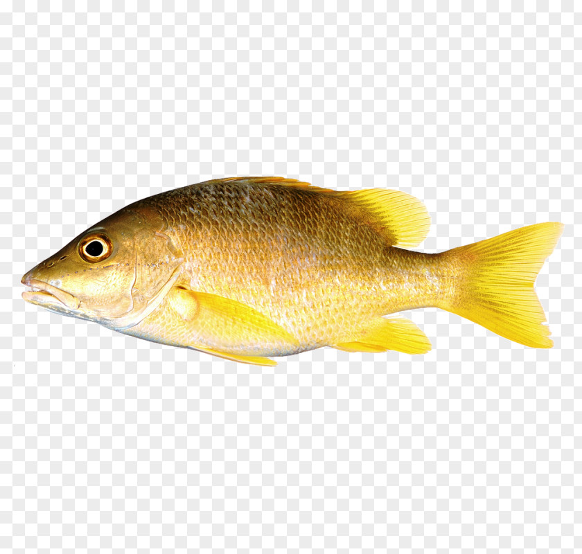 Fish Northern Red Snapper Freshwater Perch Fin PNG