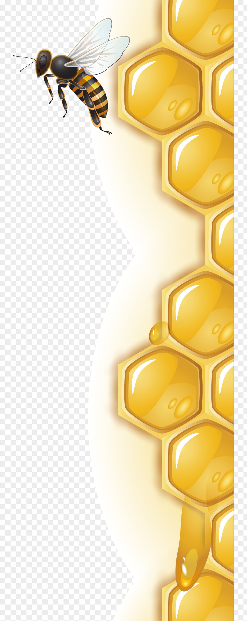 Honeycomb Lace Vector. Honey Bee PNG