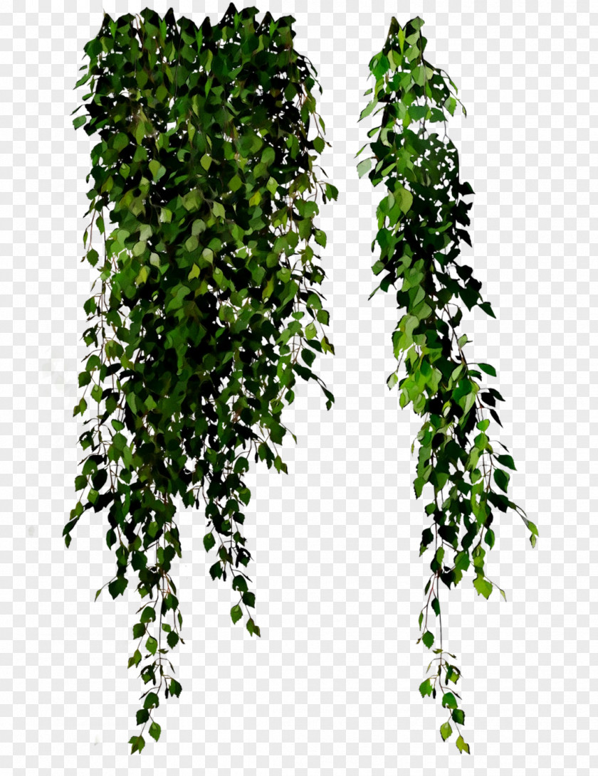 Leaf Tree Shrub PNG