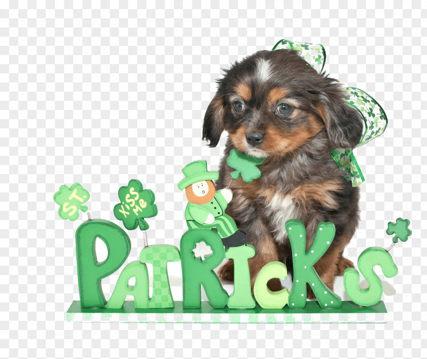 Puppy Cavapoo Stock Photography Saint Patrick's Day PNG