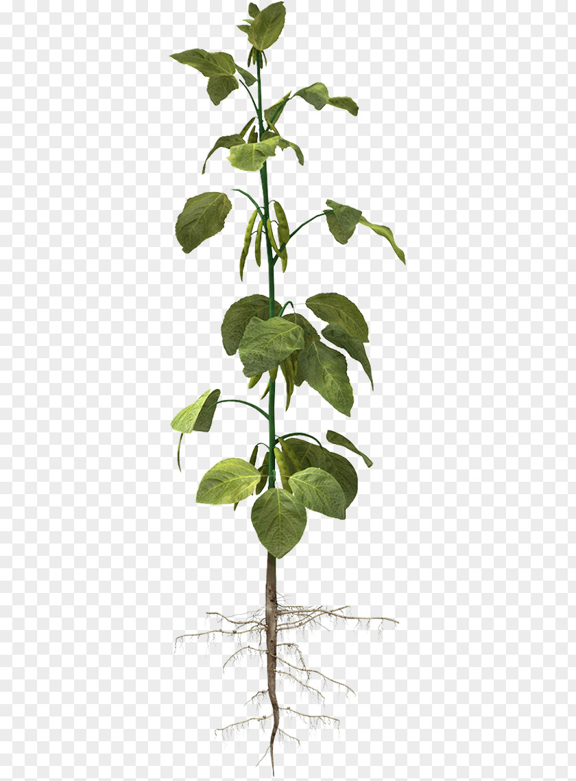 Soybean Plant Nutrient Nutrition Legume PNG