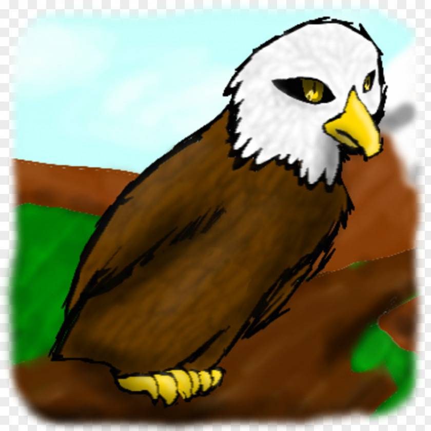 Eagle Warrior Owl Hawk Beak Feather PNG
