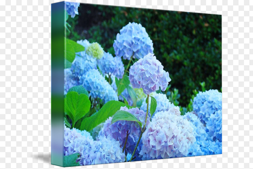 Envelope Hydrangea Name Tag Sticker Label PNG