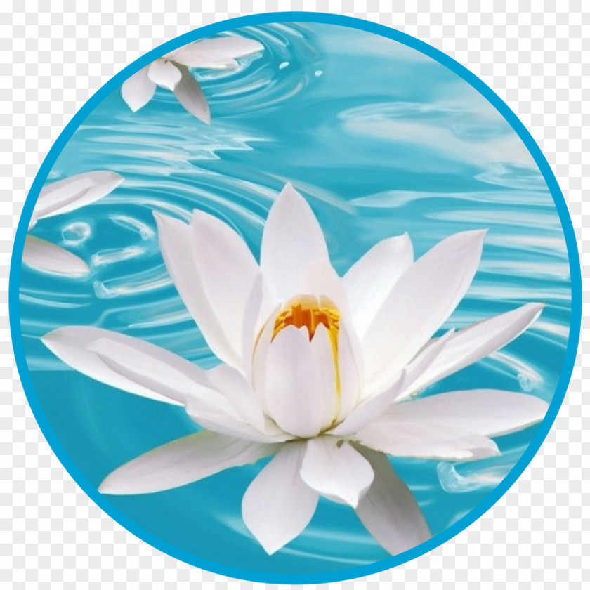 Lotus Flower Desktop Wallpaper White Blue Nelumbo Nucifera PNG