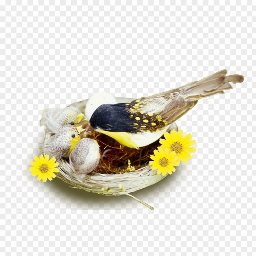 Nest In Bird Edible Birds Pillow Icon PNG