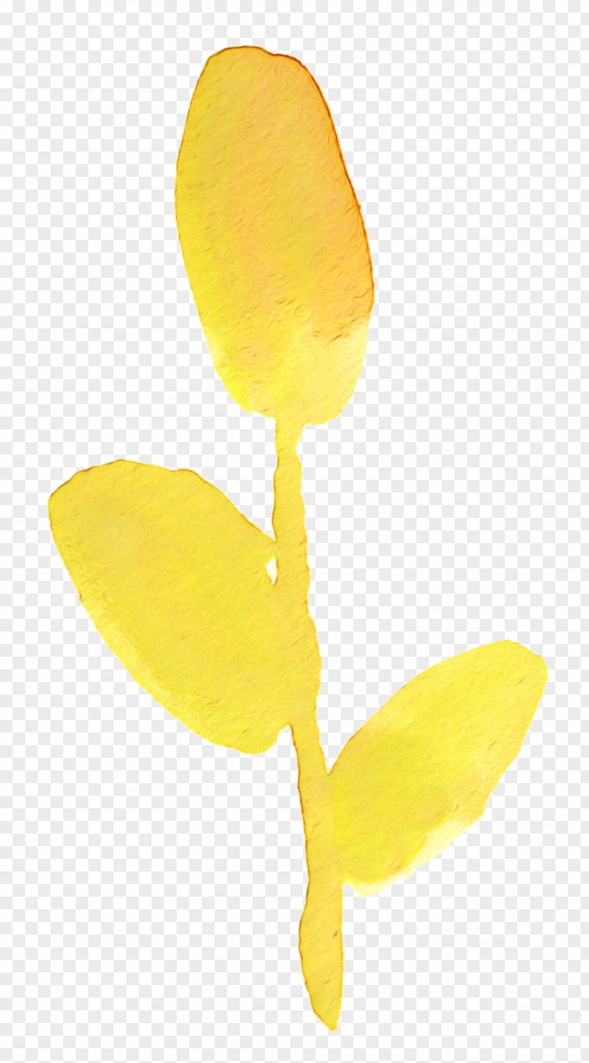 Petal Yellow Flowering Plant Plants PNG