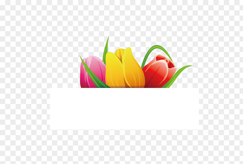 Tulips Tags Tulip PNG