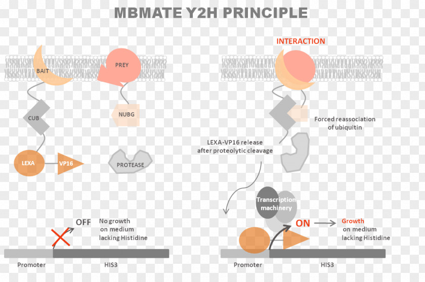 Two-hybrid Screening Reporter Gene Ubiquitin Yeast System PNG