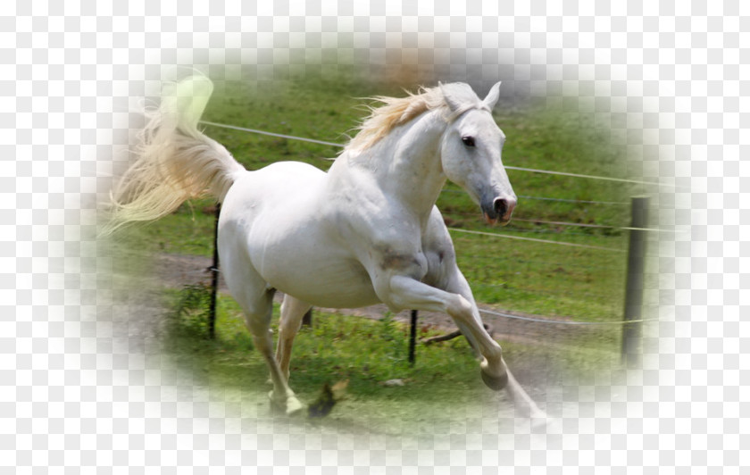 Arabian Horse American Quarter Canter And Gallop Stallion Rearing PNG