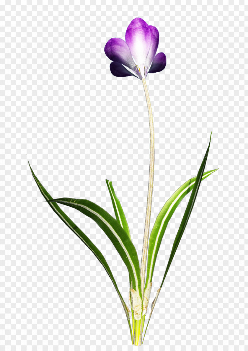 Crocus Flower Clip Art PNG