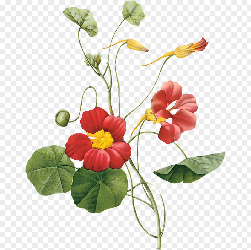 Flower Garden Nasturtium Botany PNG