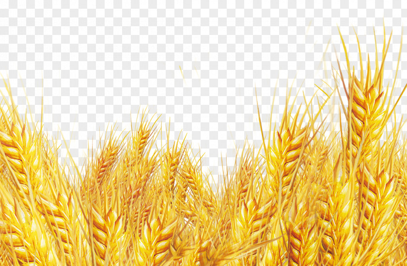 Golden Wheat Oat Bran Emmer Durum PNG