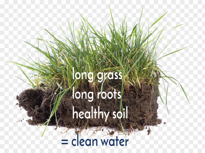 Grass Soil Stock Photography Root PNG