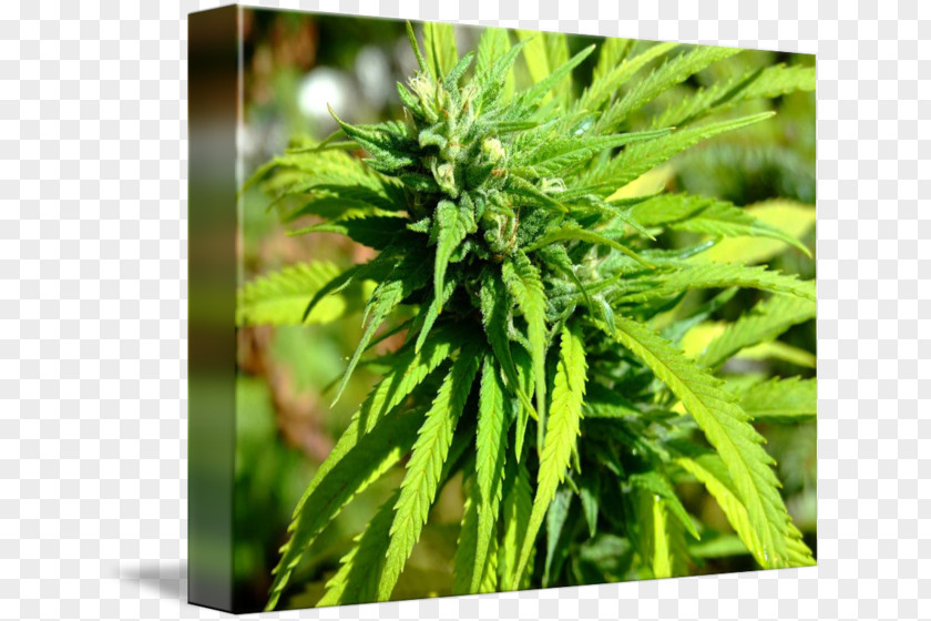 Pot Plant Cannabis Bedroom Furniture Sets PNG