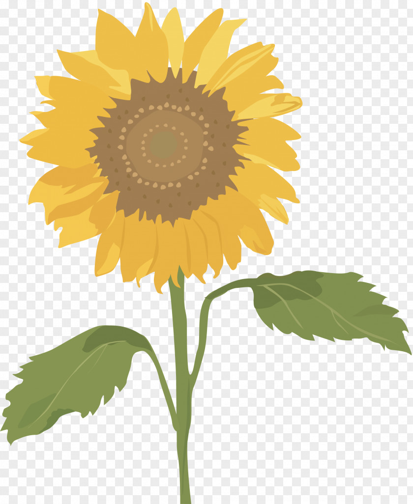 Sunflowers Common Sunflower Seed Clip Art PNG