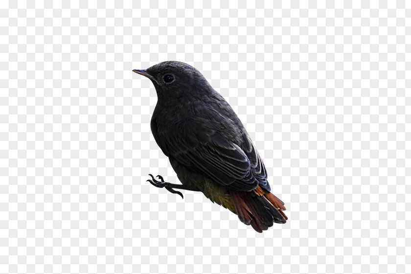 Bird Finch American Crow PNG