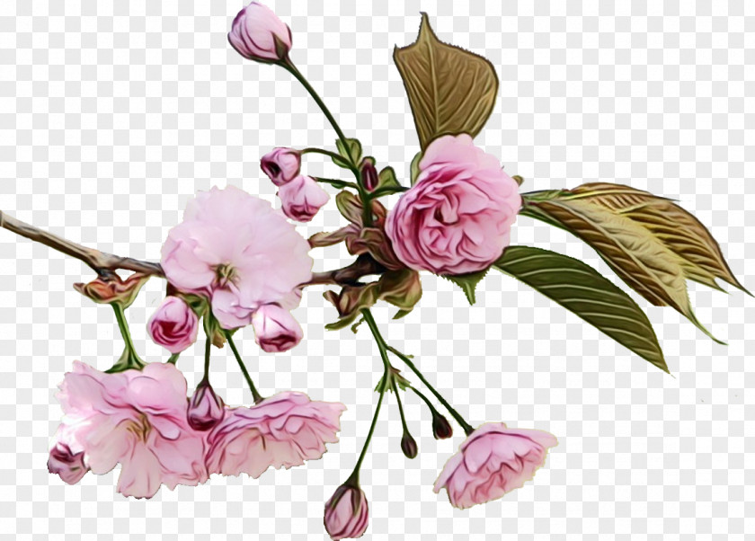 Blossom Branch Flower Flowering Plant Cut Flowers Pink PNG