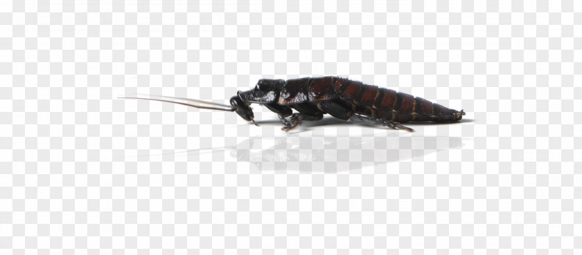 Cockroach Reptile Turtle Alligator Insect PNG