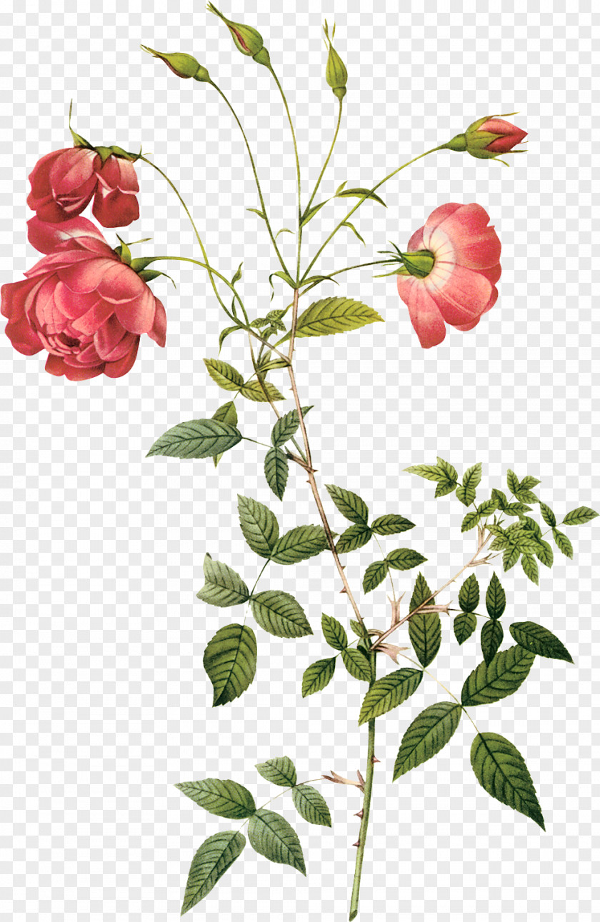 Hand-painted Roses Rosa Chinensis Centifolia Botany Hybrid Tea Rose Botanical Illustration PNG