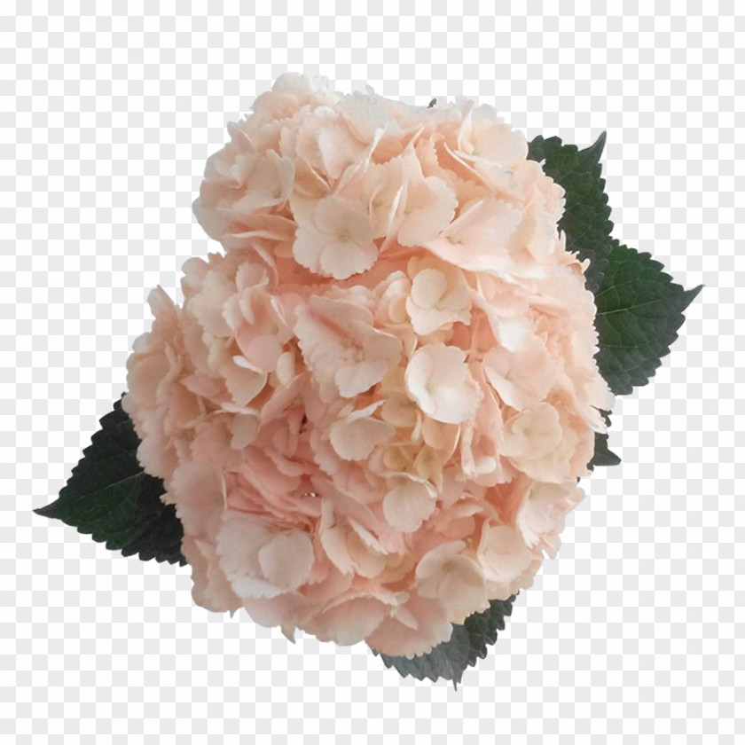 Hydrangea Peach Pink Rose Color PNG