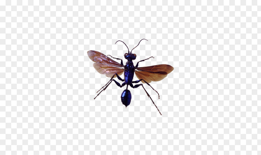 Mosquito Photos Insect Pest Control PNG