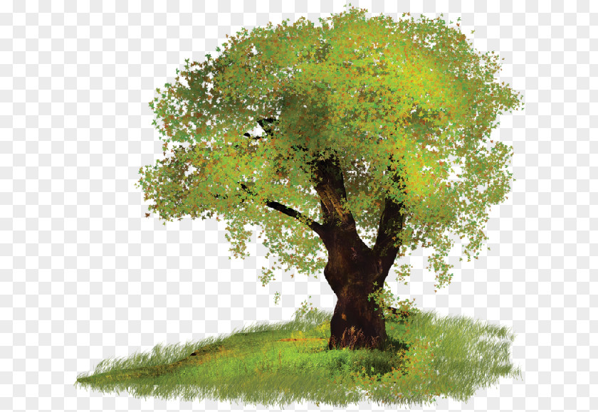 Arboles Tree Clip Art PNG
