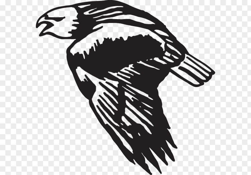 Bird Decal Sticker Wing Bald Eagle PNG