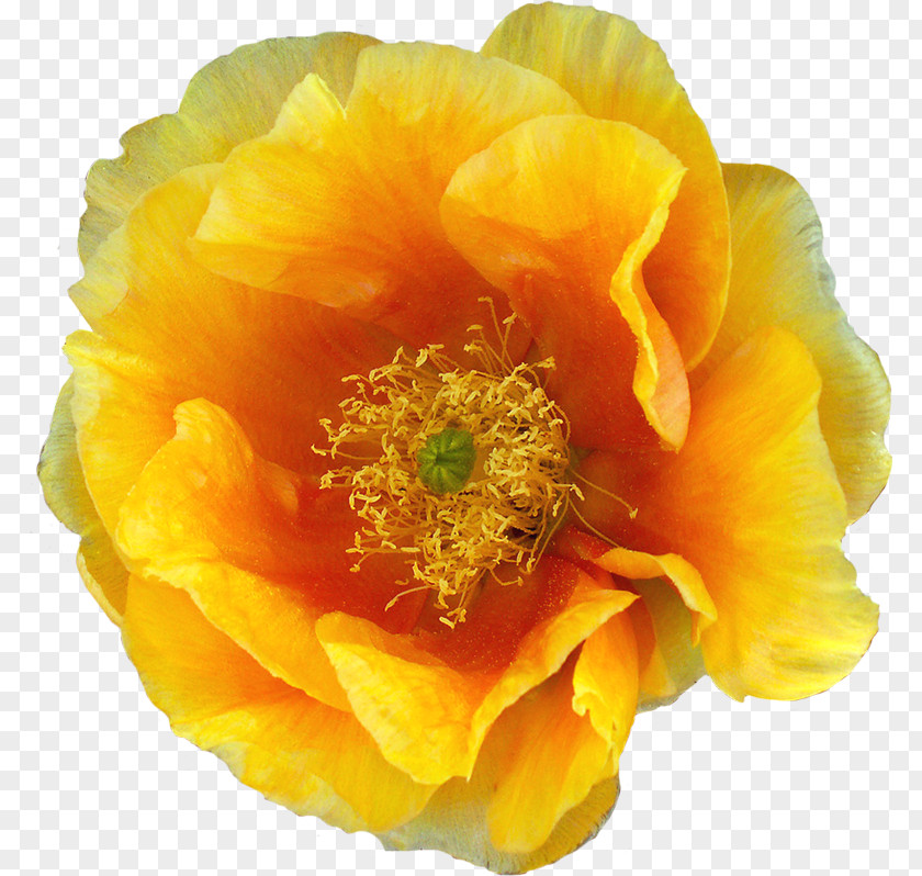 Flower Cactaceae Yellow Clip Art PNG