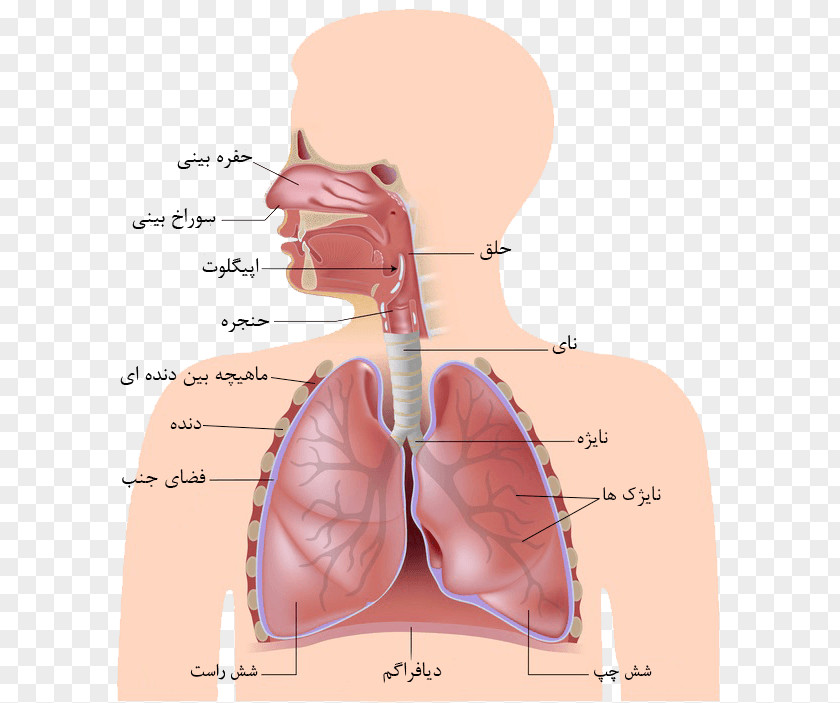 Respiratory System Human Body Organ Diagram Respiration PNG system body Respiration, VOCAL clipart PNG