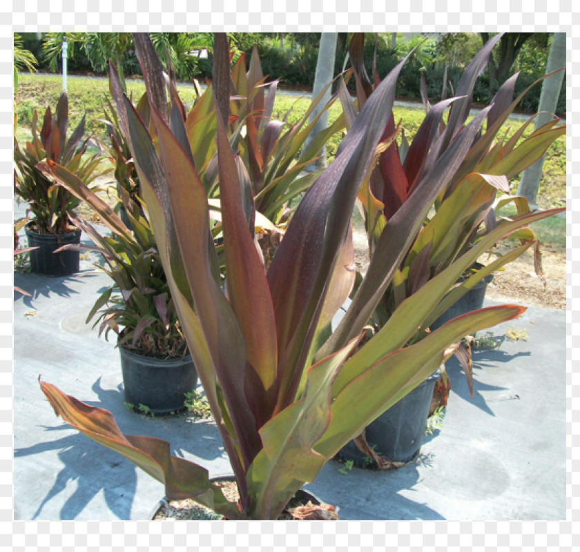 Bulb Tiger Lily Crinum Asiaticum Golden-rayed Plant PNG