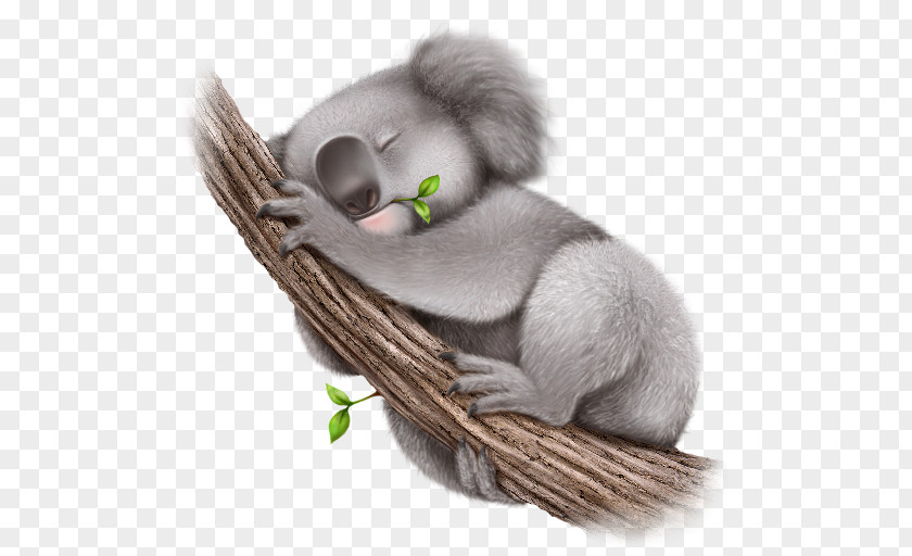 Koala Desktop Wallpaper PNG