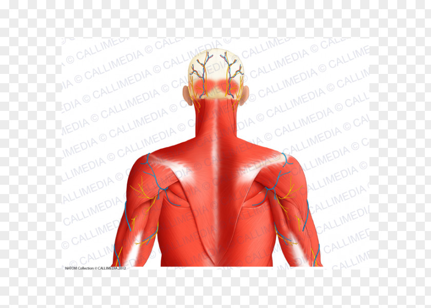 Occipital Vein Superior Auricular Muscle Posterior Triangle Of The Neck Muscular System Human Body PNG