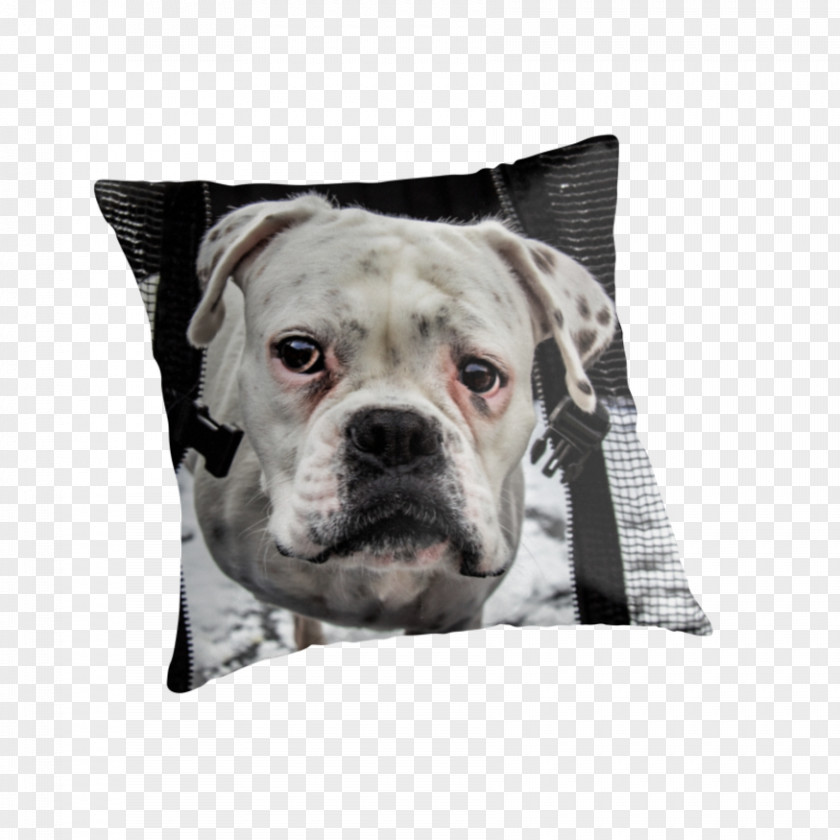 Pillow Dorset Olde Tyme Bulldogge American Bulldog English Valley Alapaha Blue Blood PNG