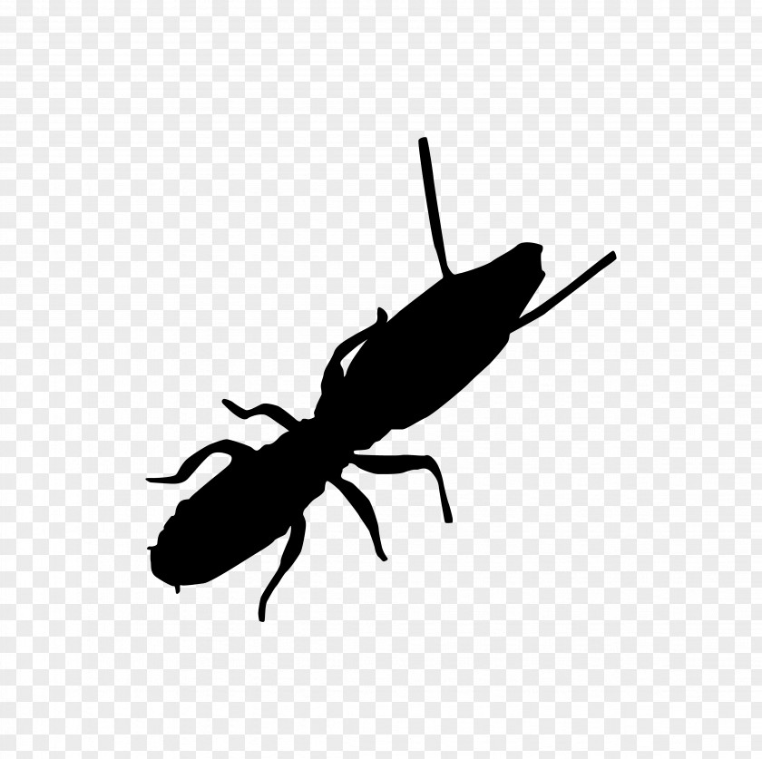 Ants Insect Cockroach Ant Pest Termite PNG