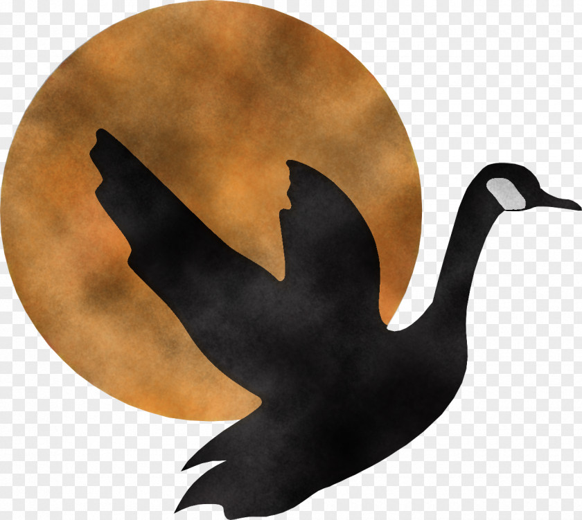 Bird Water Goose Ducks, Geese And Swans Black Swan PNG