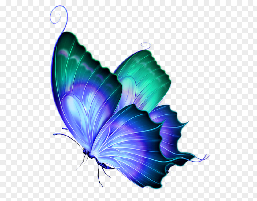 Butterfly Clip Art Butterflies And Moths Image PNG