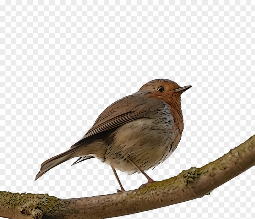 Common Nightingale European Robin Finches House Sparrow Birds PNG