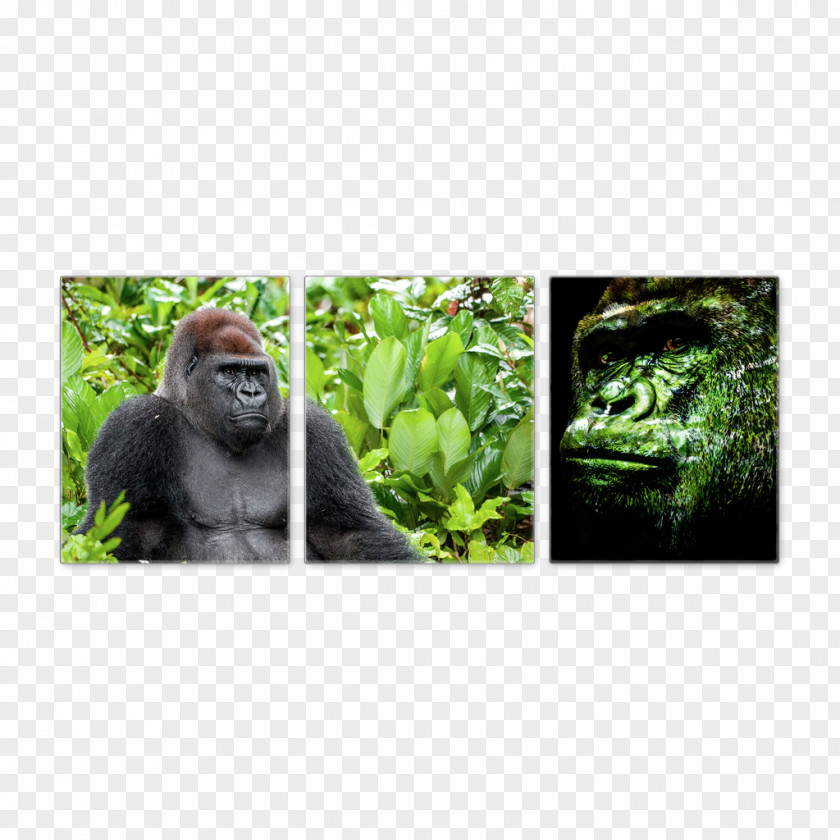 Gorilla Wildlife Terrestrial Animal Ape PNG