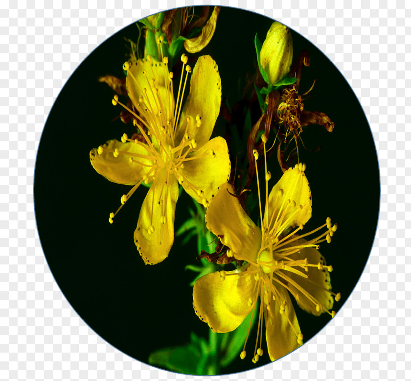Hypericum Concussion Contact Sport Breathing PNG