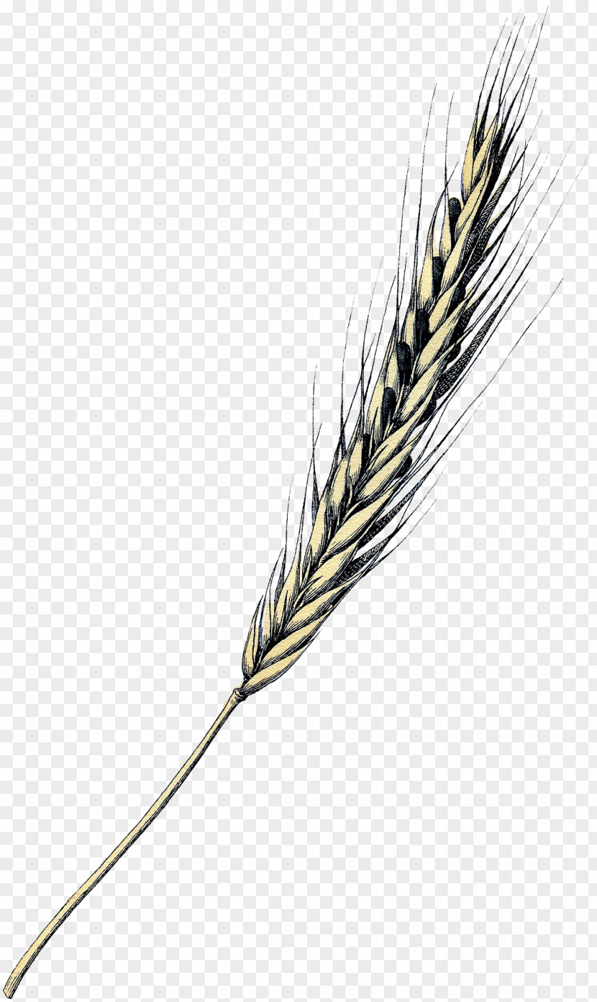 Painting Emmer Einkorn Wheat Grasses Grain PNG