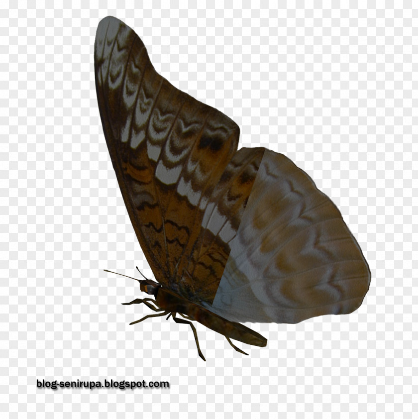 Butterfly Stock Photography Moth Visual Arts PNG