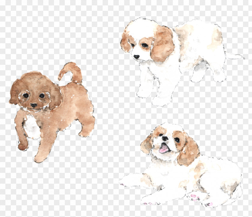 Cavachon Puppy Cliparts Cavapoo Cavalier King Charles Spaniel Cockapoo American Cocker PNG